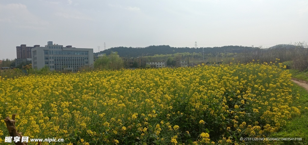 油菜花花田