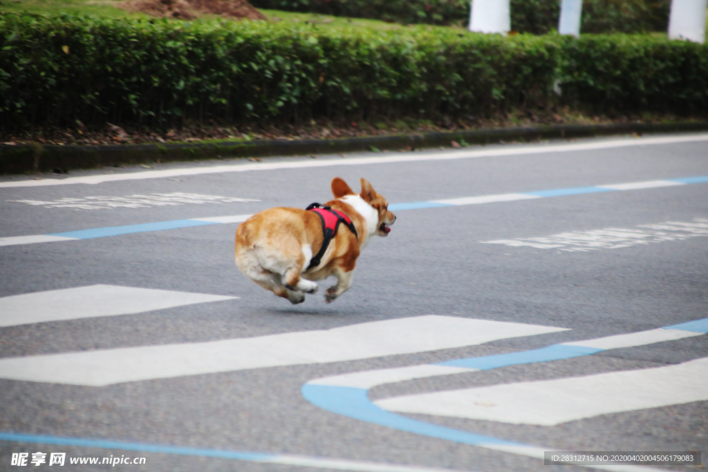 柯基犬