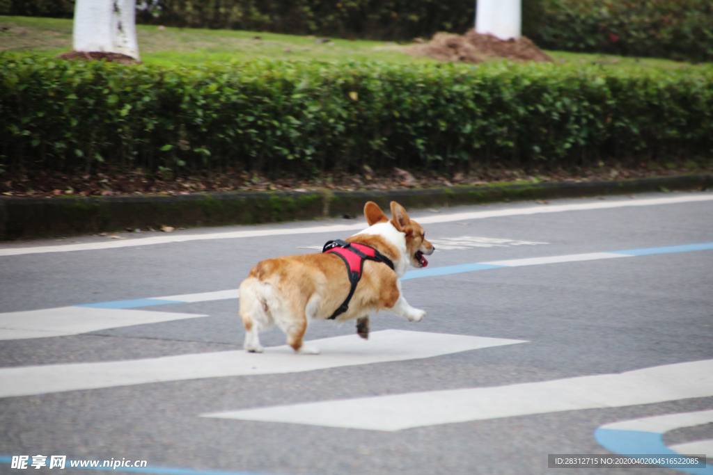 柯基犬