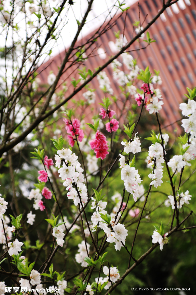 枝花