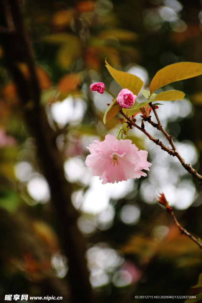 樱花