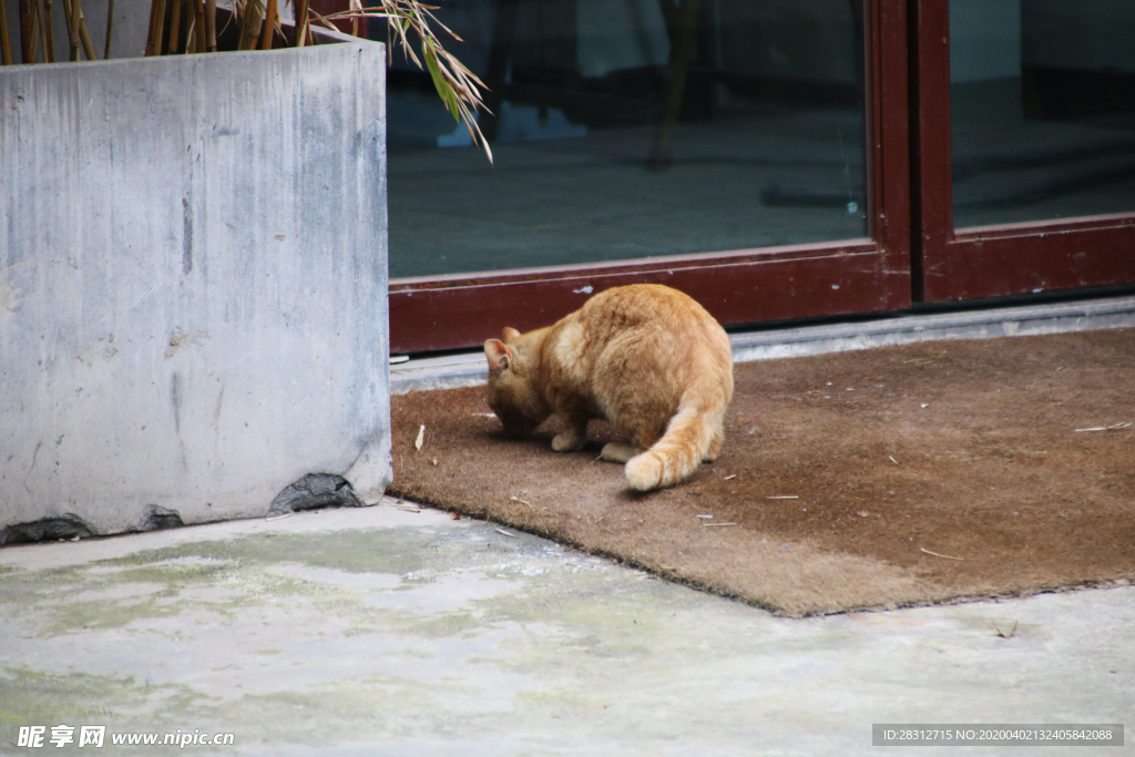 橘猫