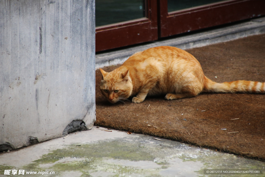 橘猫