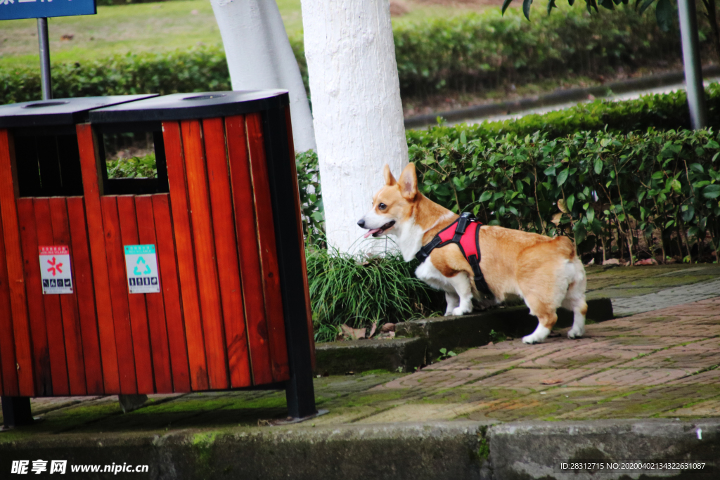 柯基犬