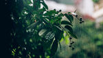 被雨水打湿的叶子