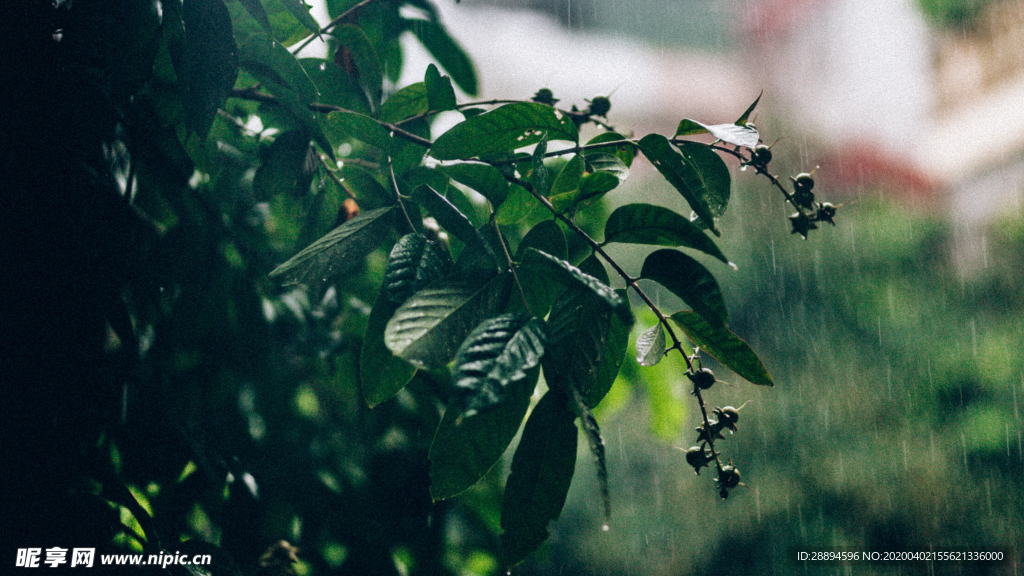被雨水打湿的叶子