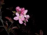 一枝桃花