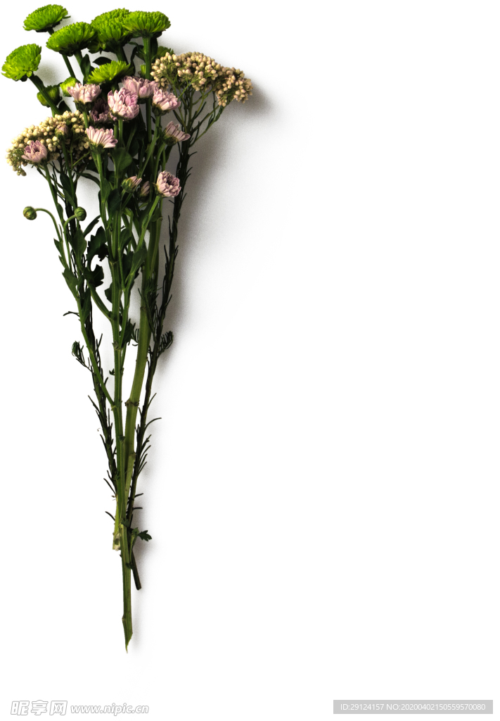 花枝