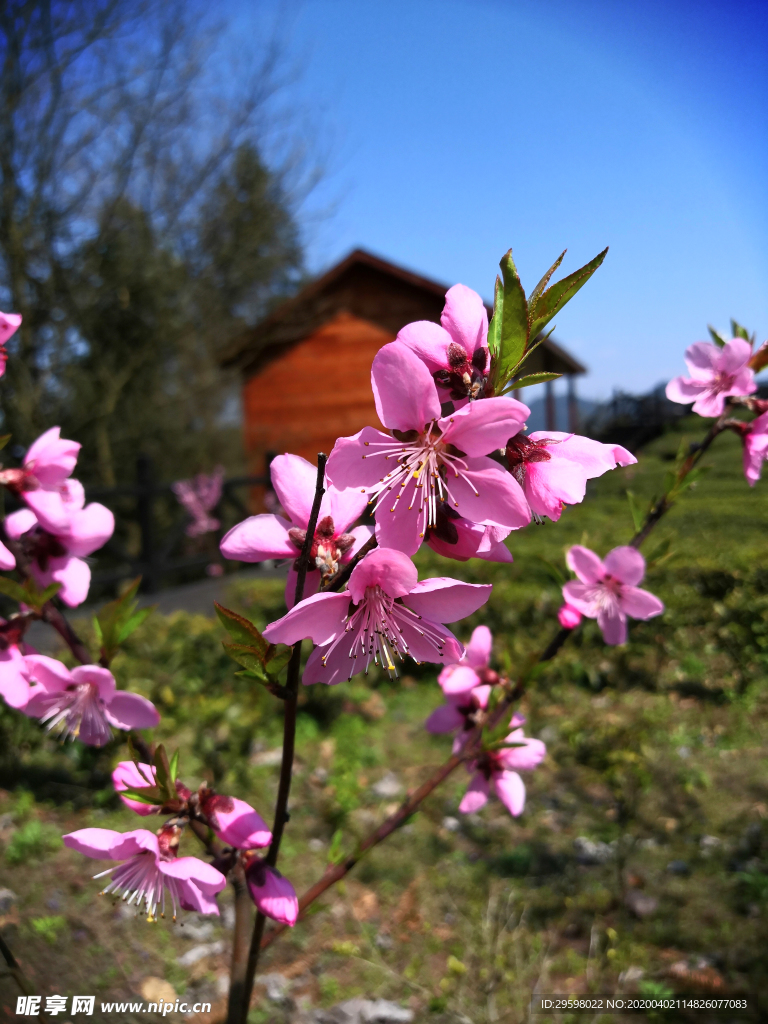 桃花