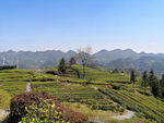 茶山风景