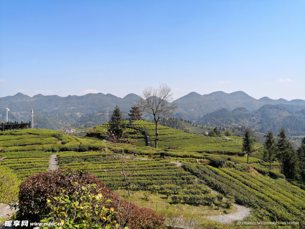 茶山风景