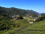 茶山风景