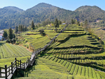 茶山