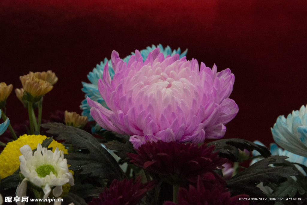 菊花