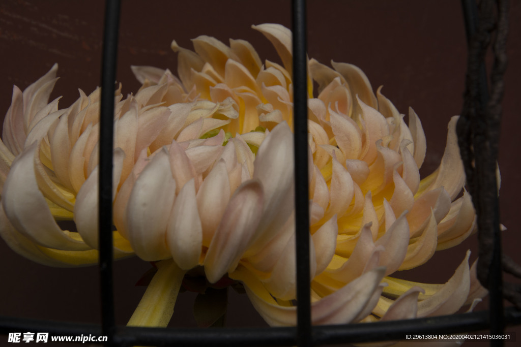 菊花