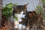 猫 花猫 狸猫 猫咪 萌猫 喵