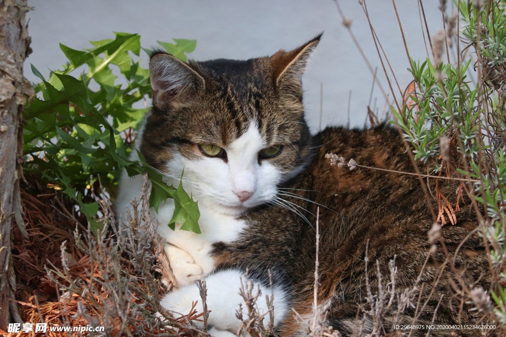 猫 花猫 狸猫 猫咪 萌猫 喵