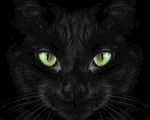猫 花猫 狸猫 猫咪 萌猫 喵