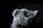 猫 花猫 狸猫 猫咪 萌猫 喵