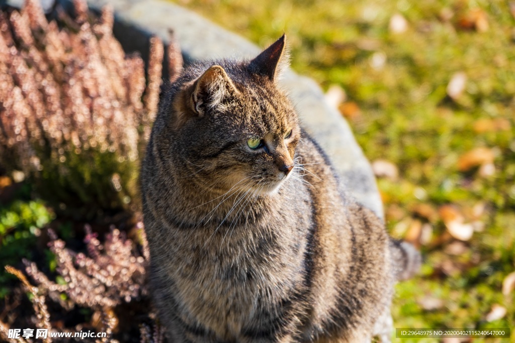 猫 花猫 狸猫 猫咪 萌猫 喵