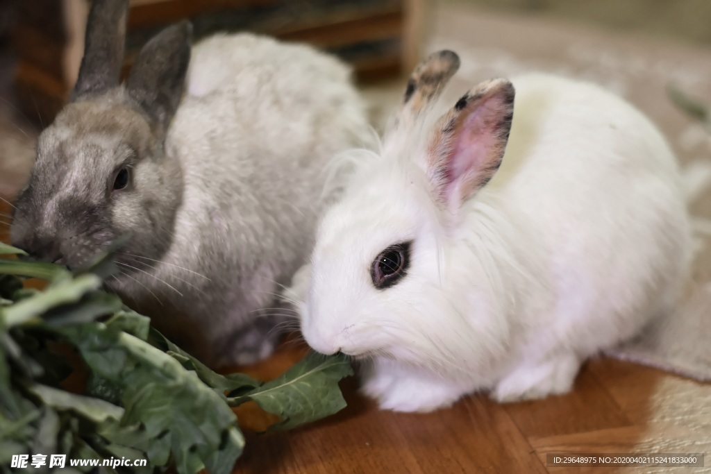 兔子 兔兔 小白兔 小兔