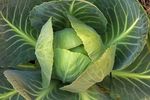蔬菜 包菜 菜地 菜园 青菜