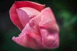 叶 花 插图 玫瑰 春天 自然