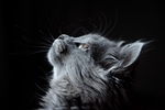 仰望的猫