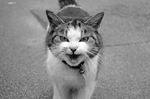 猫咪
