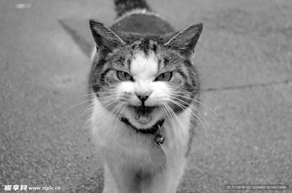 猫咪