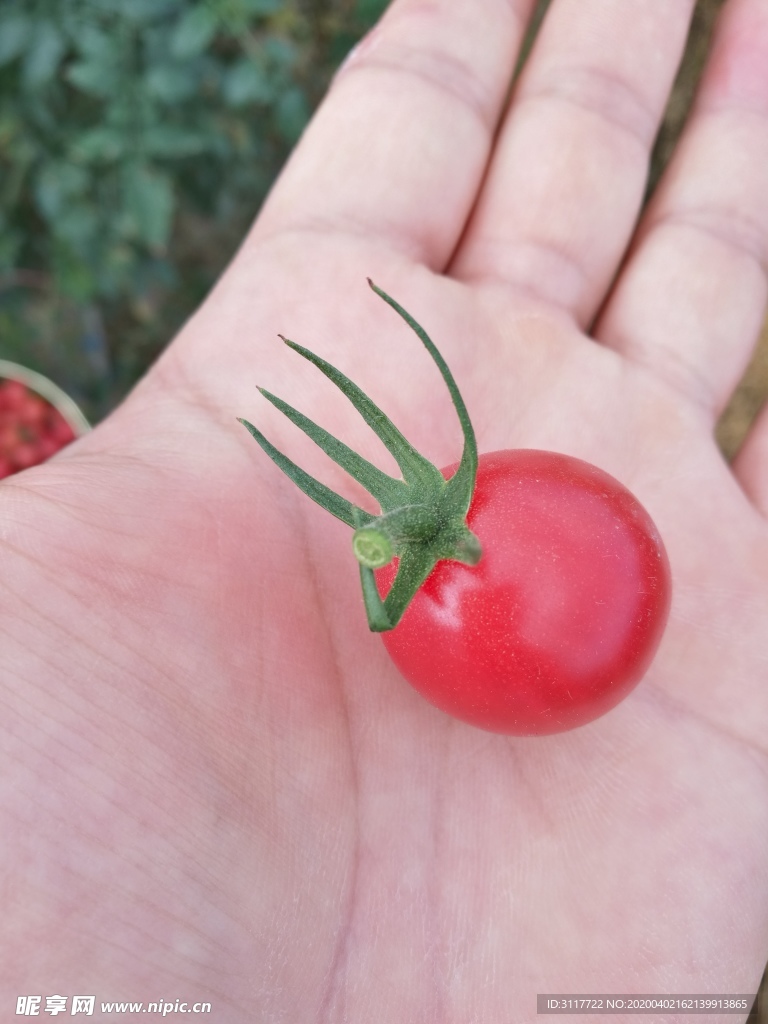 圣女果 小西红柿 水果 蔬菜