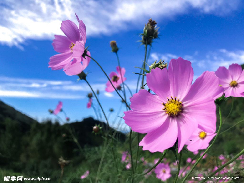 小花