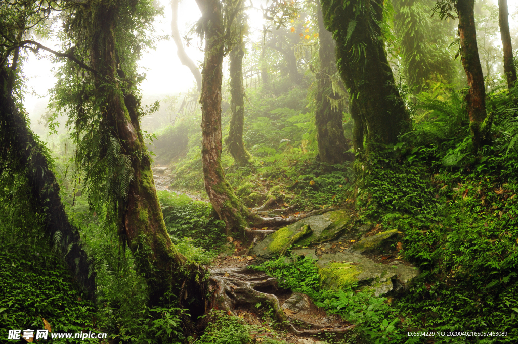 雾气蒙蒙的绿色原始森林