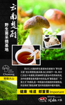 蘑菇