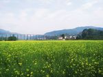 油菜田