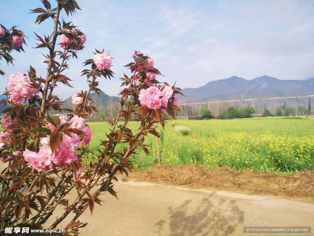 樱花