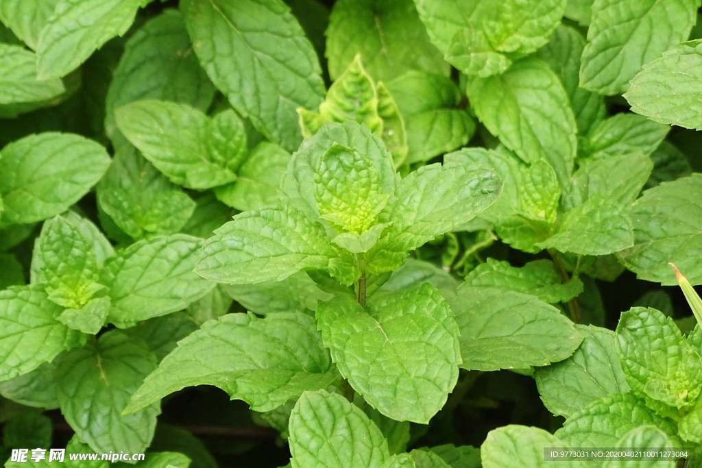 薄荷