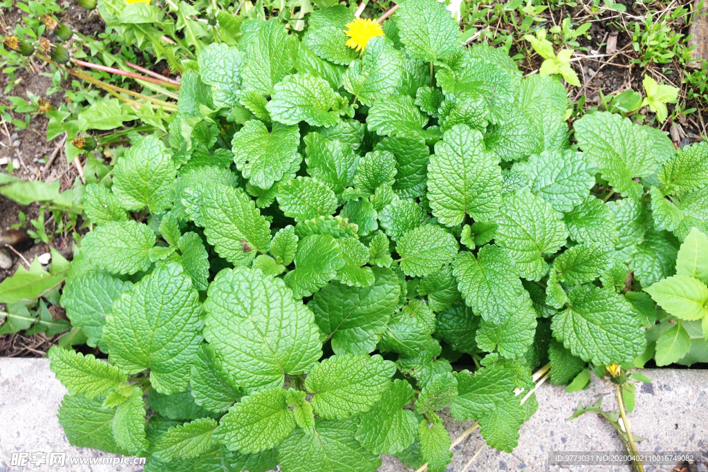 薄荷