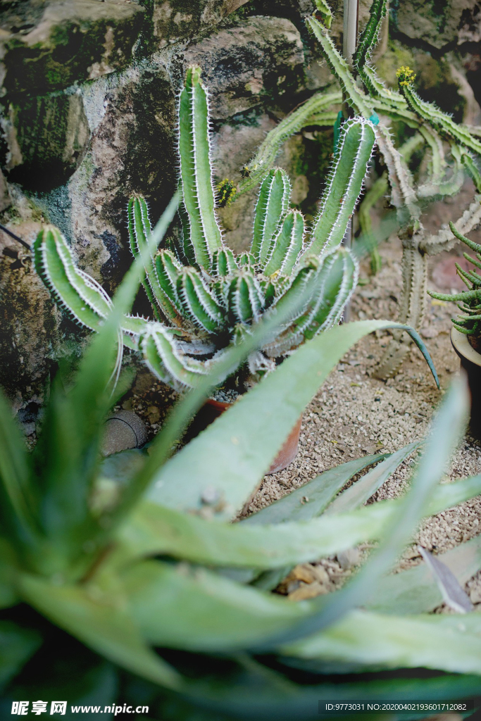 多肉植物