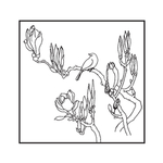 小鸟与玉兰