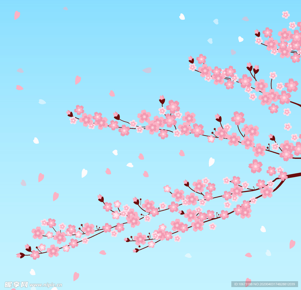 樱花