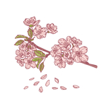 樱花