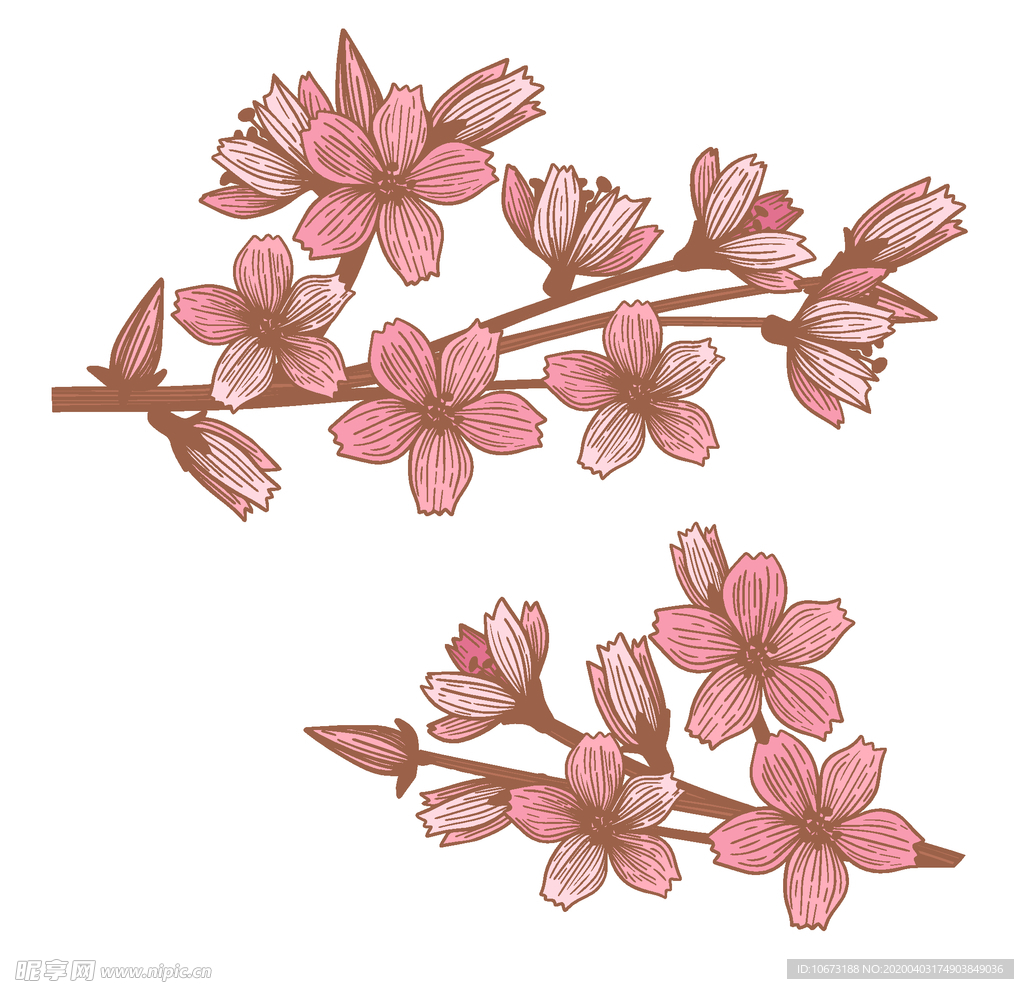 樱花