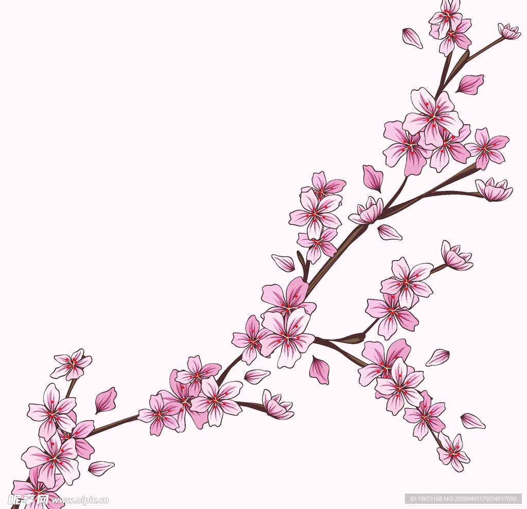 樱花
