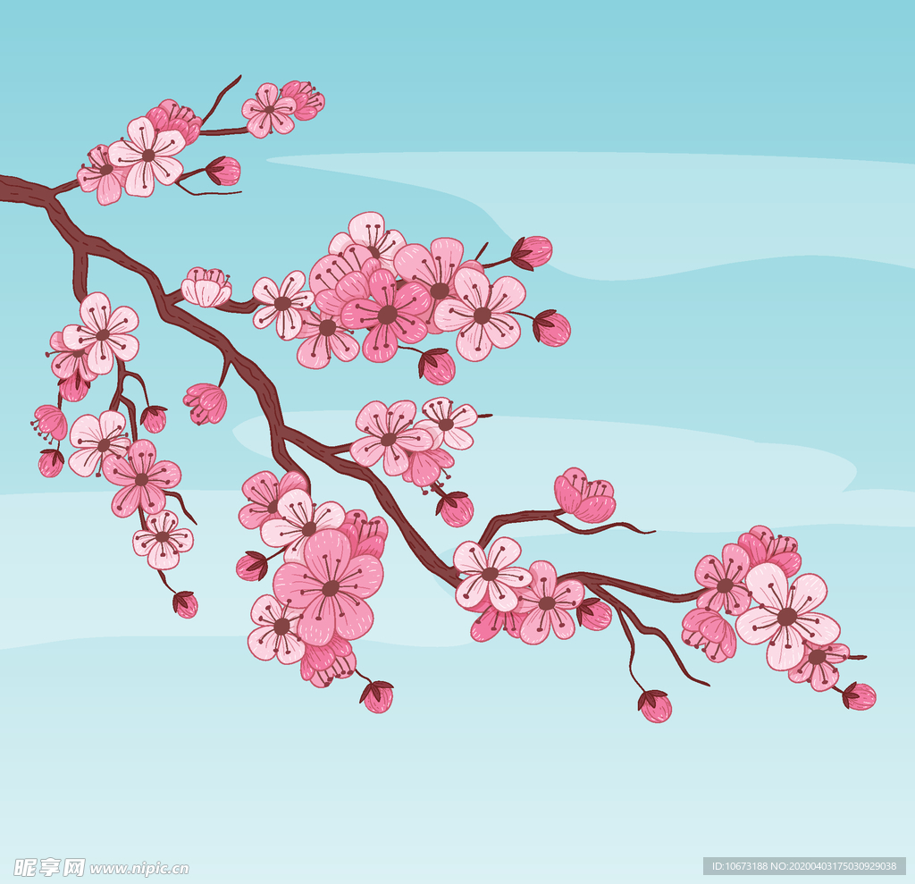 樱花