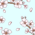 樱花