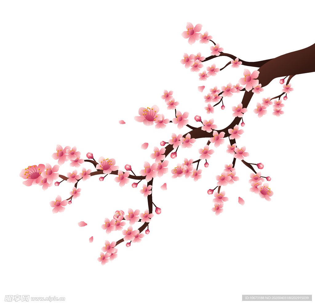 樱花