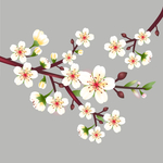 樱花