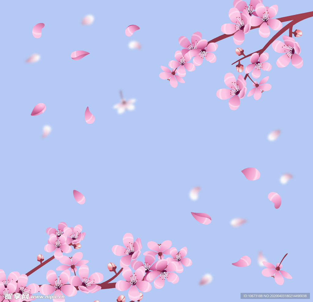 樱花