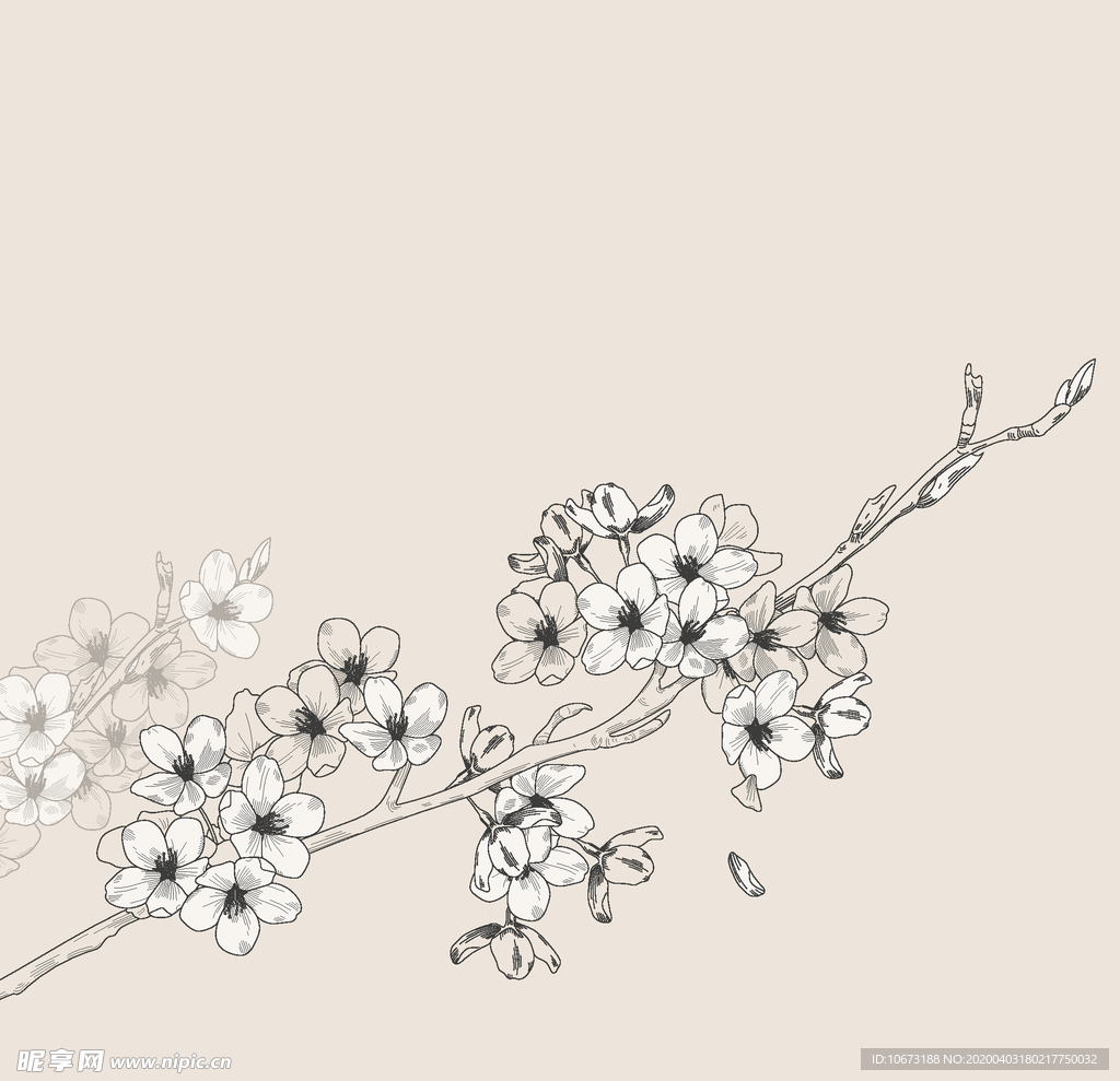 樱花
